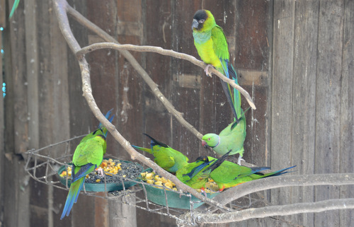 World of Birds Wildlife Sanctuary.